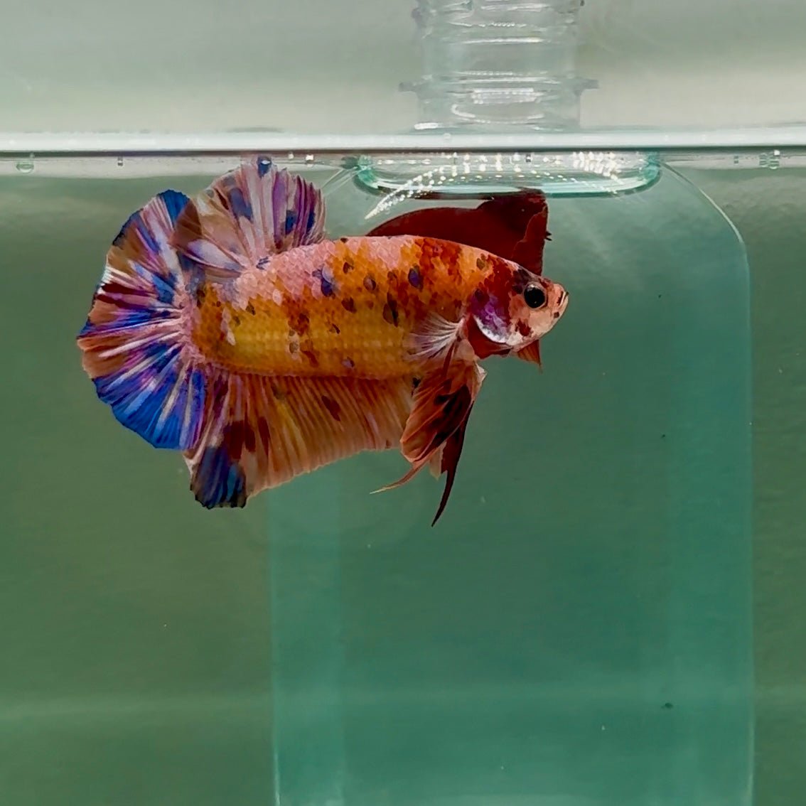 Plakat Koi Multicolor Male Betta Giant #A204