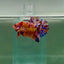Plakat Koi Multicolor Male Betta Giant A204