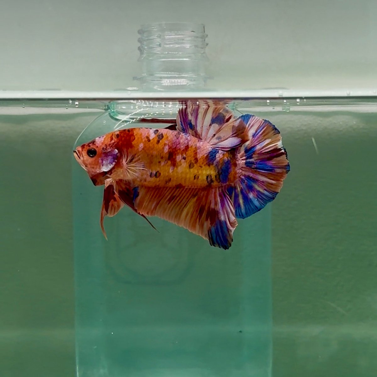 Plakat Koi Multicolor Male Betta Giant #A204