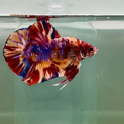 Plakat Koi Multicolor Male Betta Giant A205