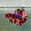 Plakat Koi Multicolor Male Betta Giant A205
