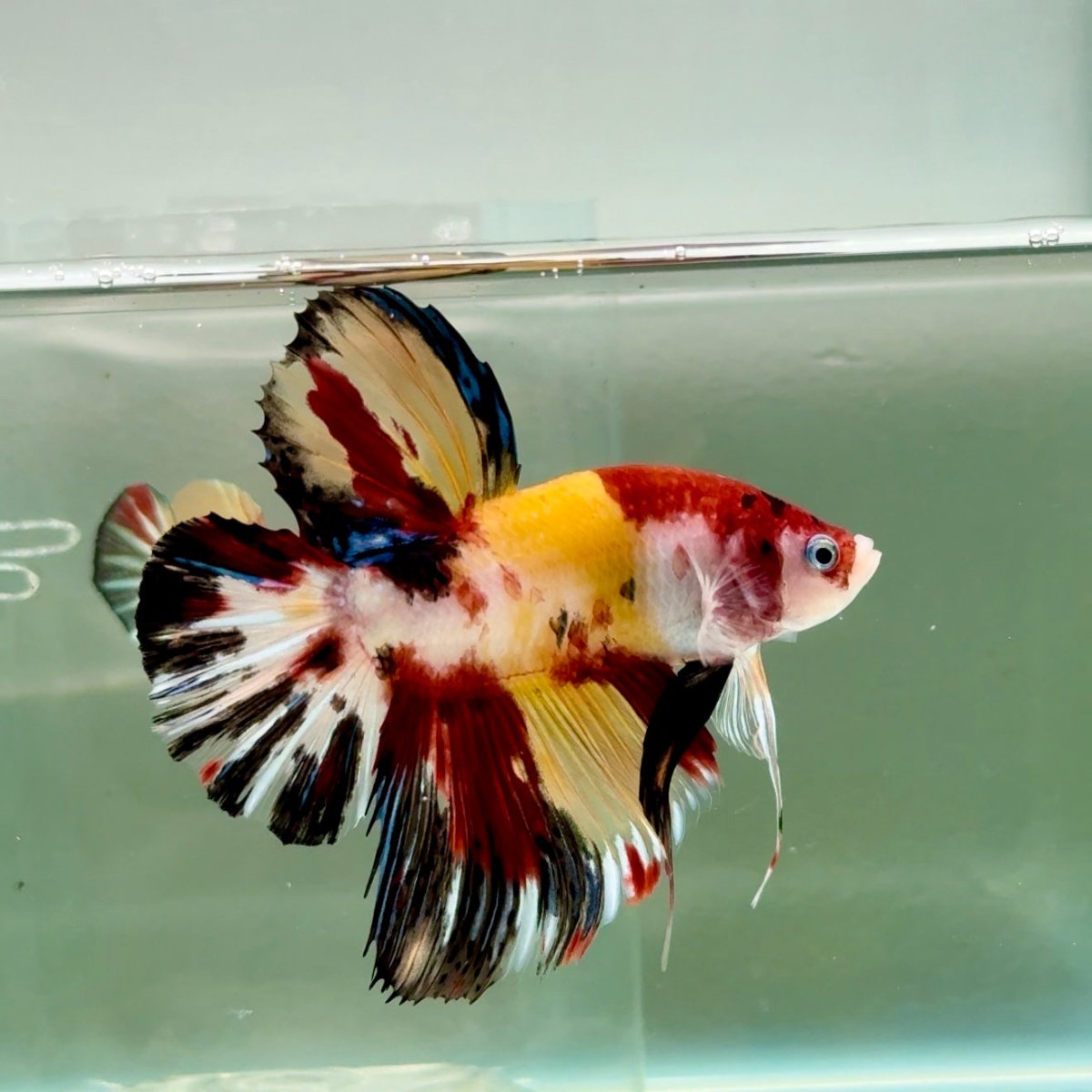 Plakat Koi Multicolor Male Betta Giant #Ju01
