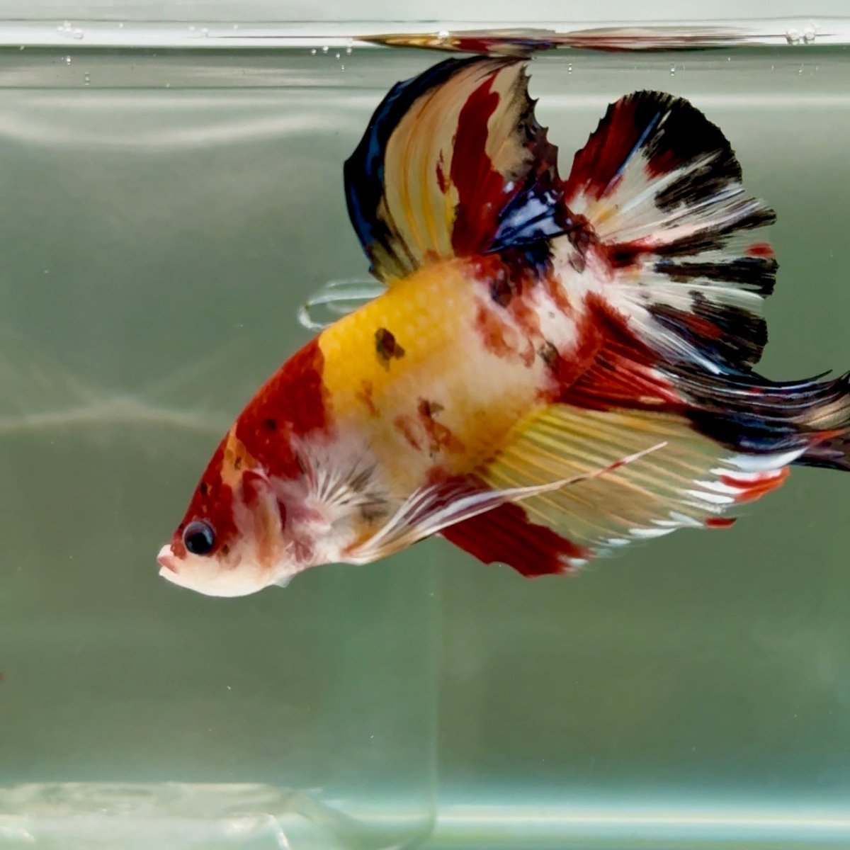 Plakat Koi Multicolor Male Betta Giant #Ju01