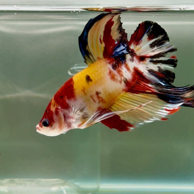 Plakat Koi Multicolor Male Betta Giant Ju01 Live Betta Fish Male betta