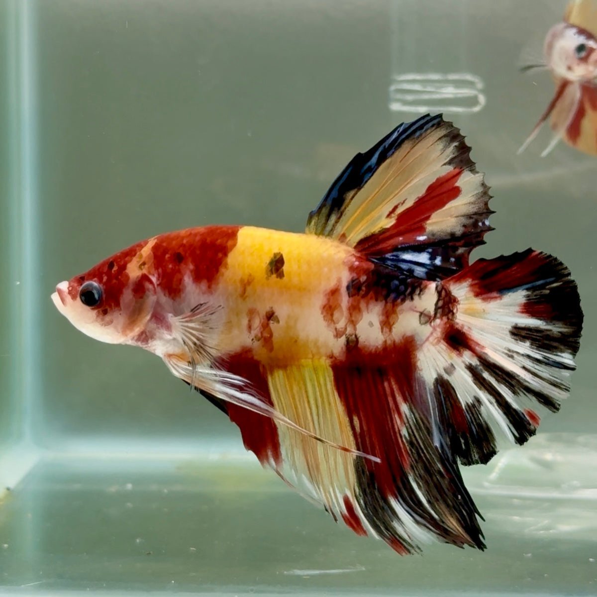 Plakat Koi Multicolor Male Betta Giant #Ju01