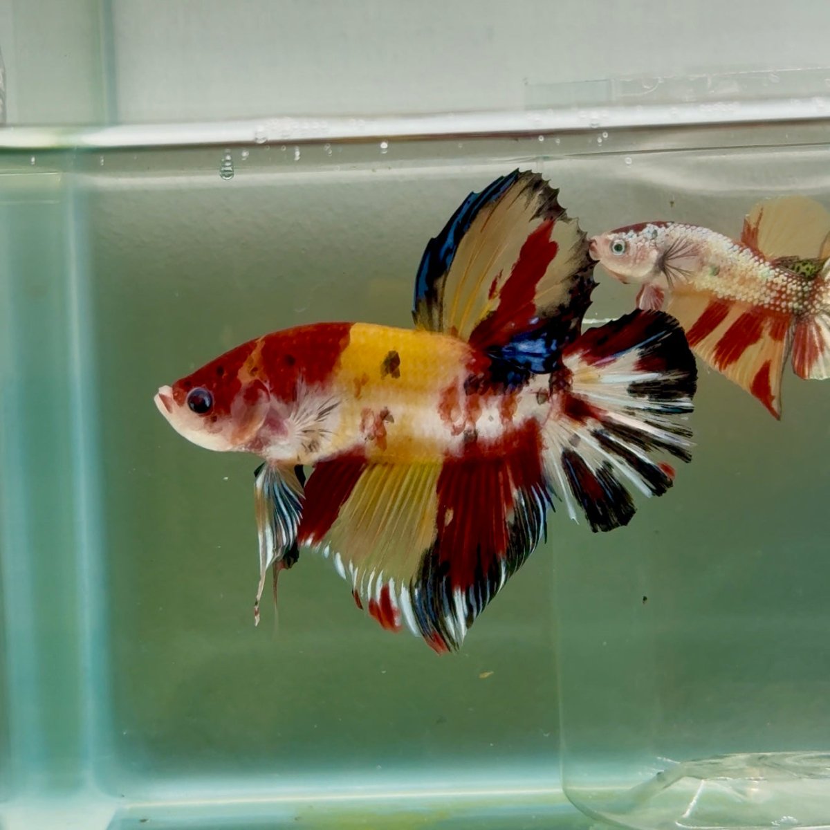 Plakat Koi Multicolor Male Betta Giant #Ju01