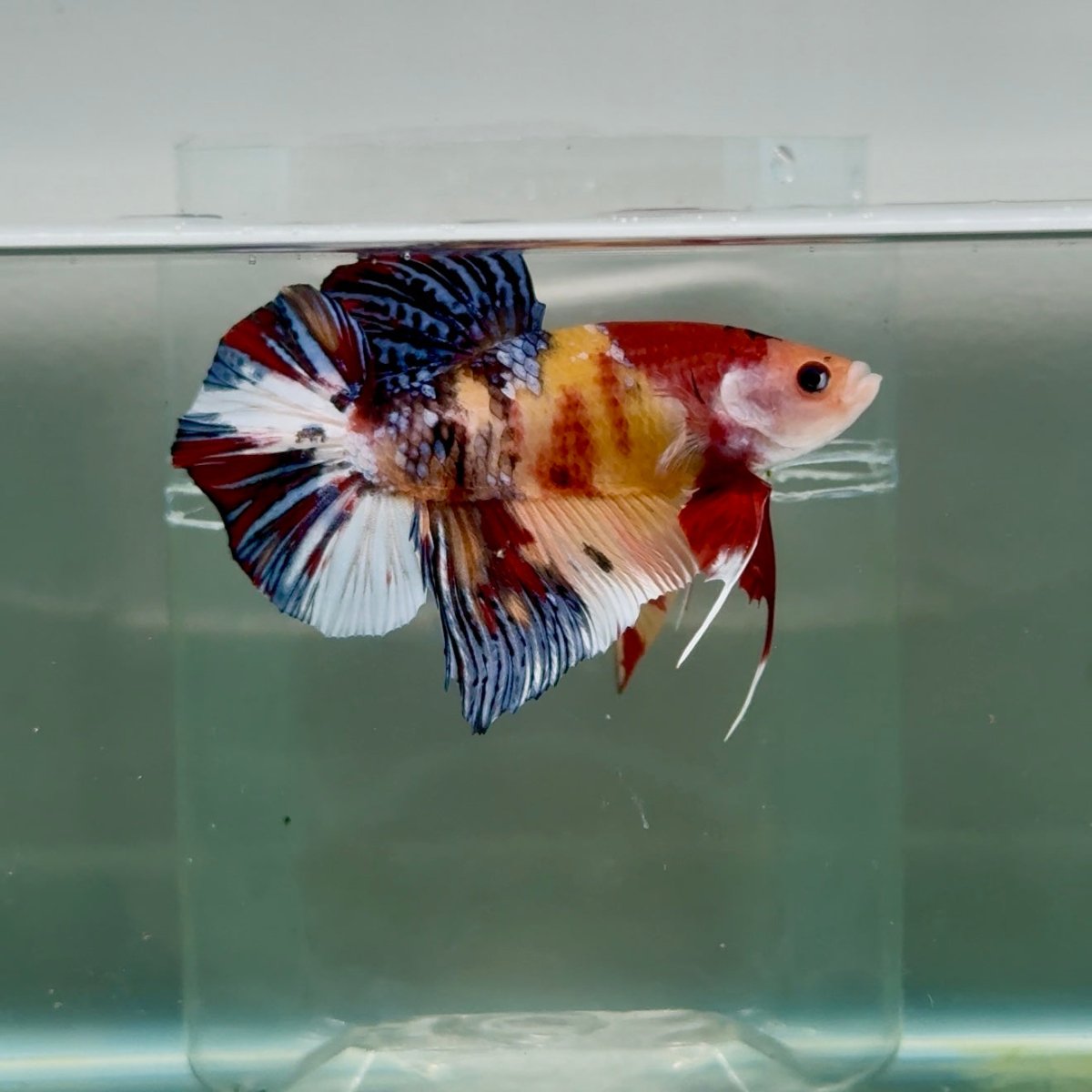 Plakat Koi Multicolor Male Betta Giant #Ju03