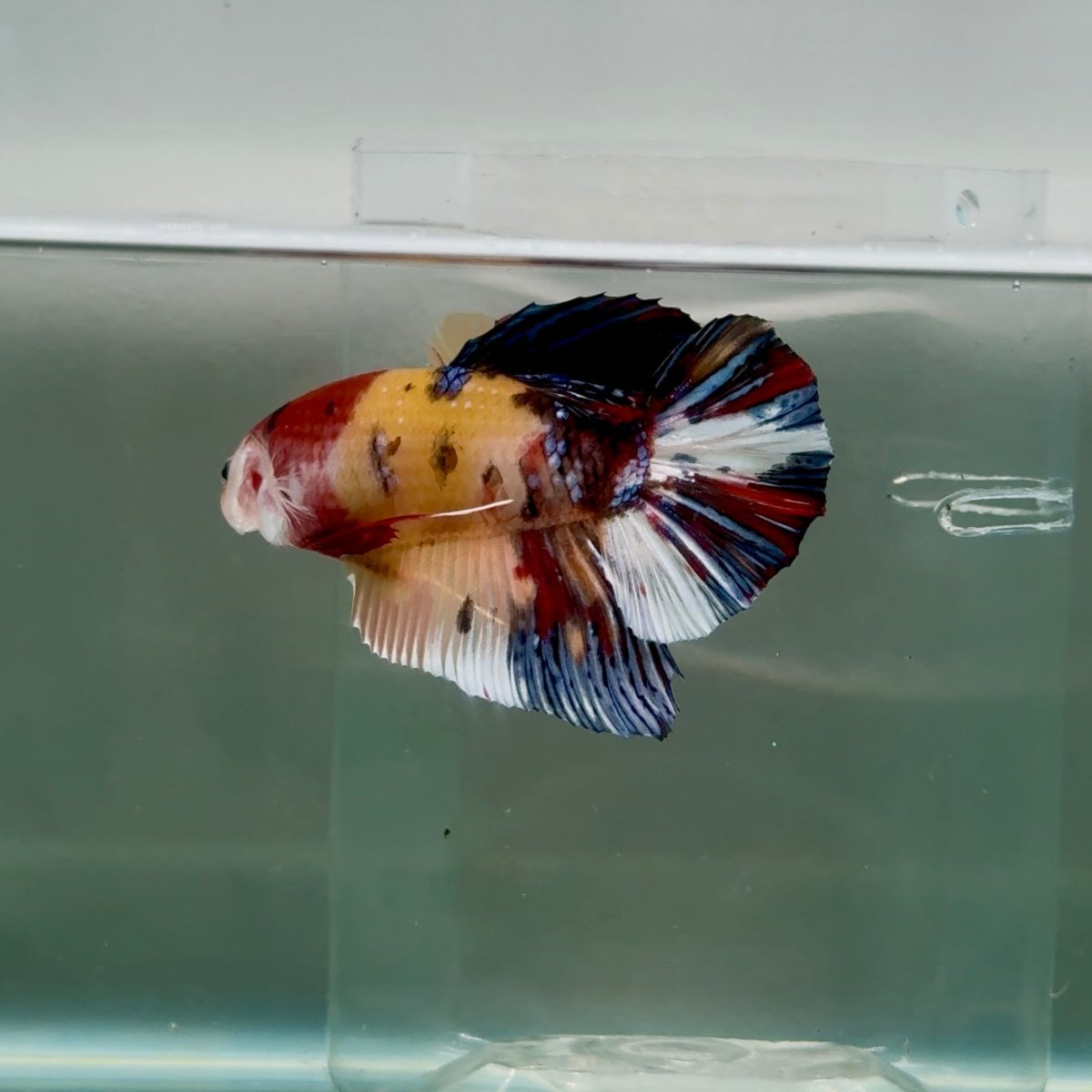Plakat Koi Multicolor Male Betta Giant #Ju03