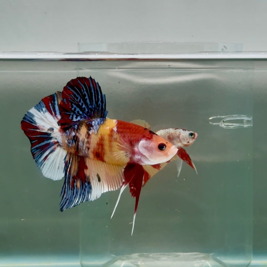 Plakat Koi Multicolor Male Betta Giant Ju03 Live Betta Fish Male betta