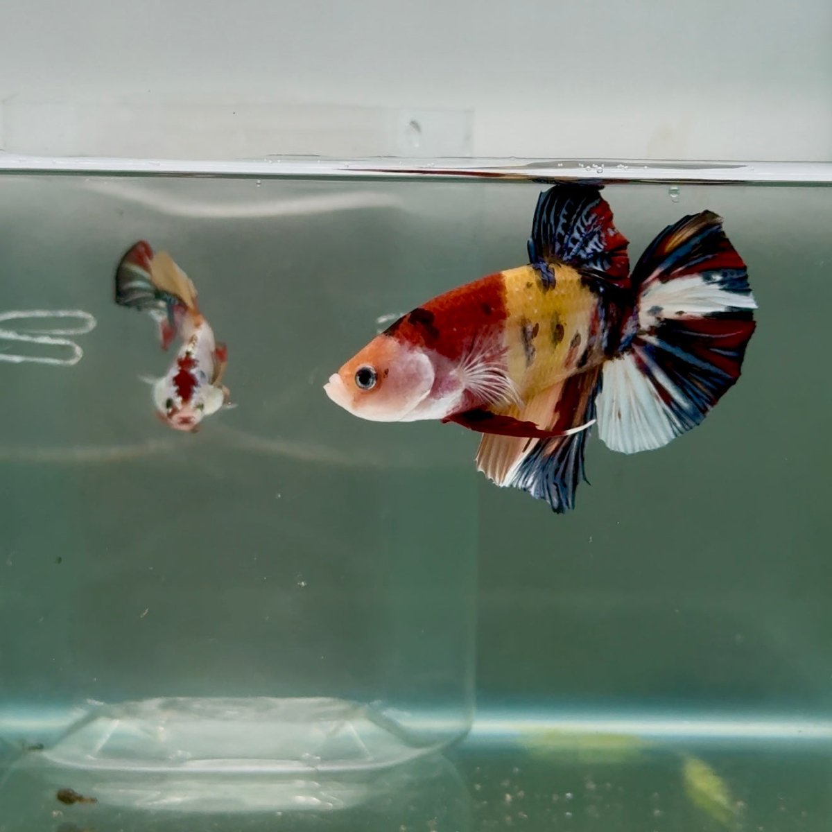 Plakat Koi Multicolor Male Betta Giant #Ju03