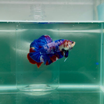 Plakat Koi Multicolor Male Betta Giant M101