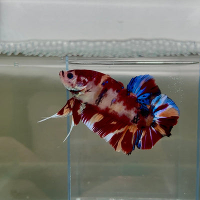 Plakat Koi Multicolor Male Betta Giant N03