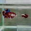 Plakat Koi Multicolor Male Betta Giant N03