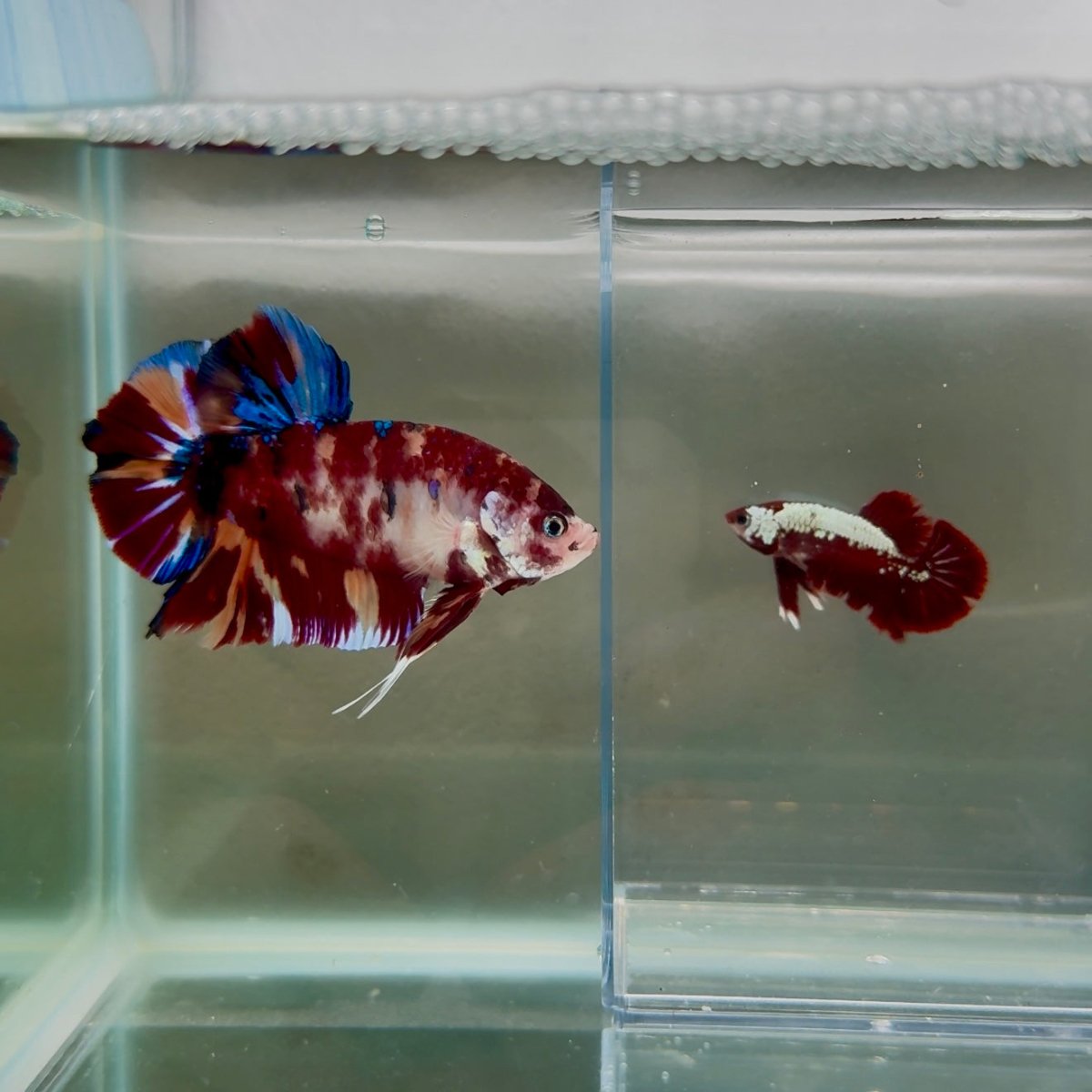 Plakat Koi Multicolor Male Betta Giant N03