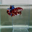 Plakat Koi Multicolor Male Betta Giant N03