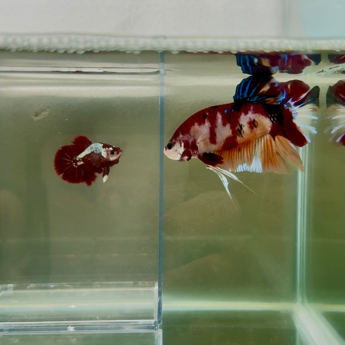 Plakat Koi Multicolor Male Betta Giant N04