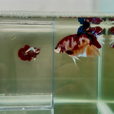 Plakat Koi Multicolor Male Betta Giant N04