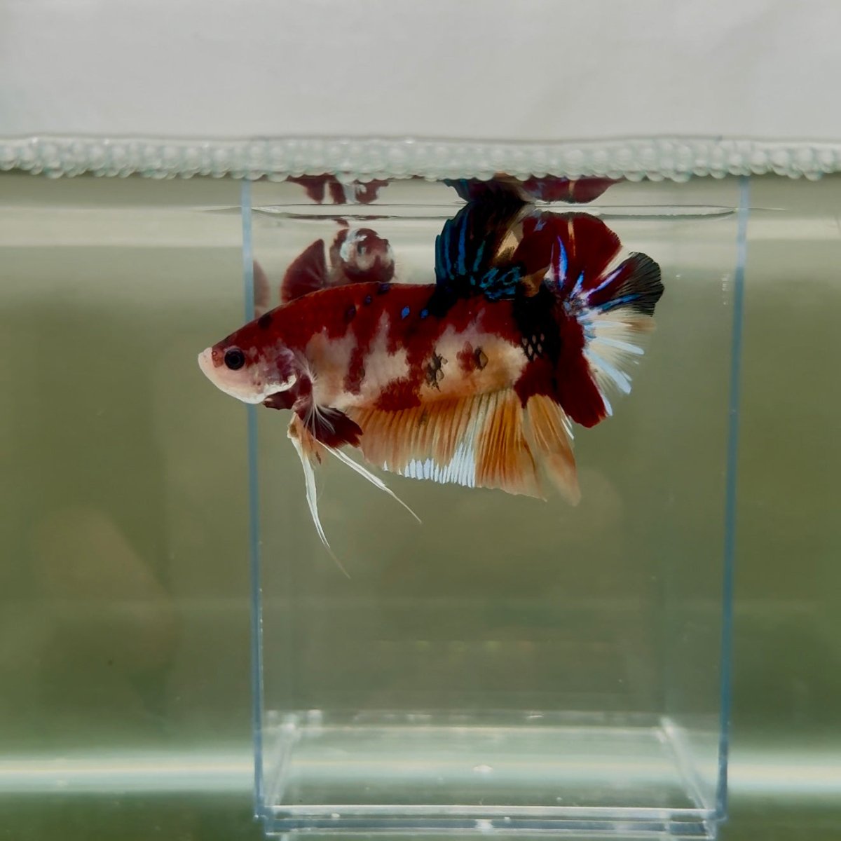 Plakat Koi Multicolor Male Betta Giant N04