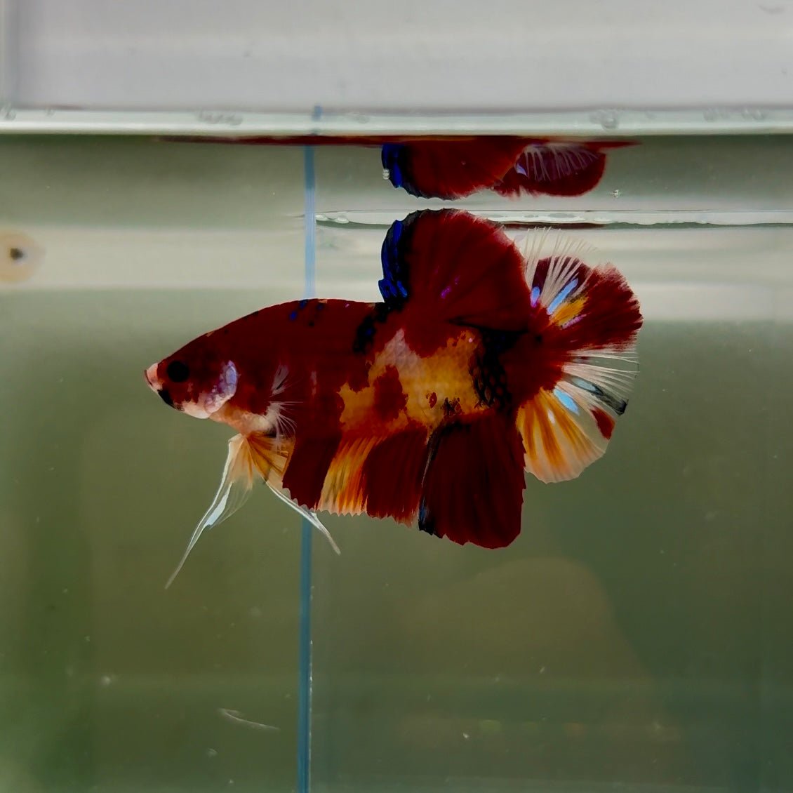 Plakat Koi Multicolor Male Betta Giant N05