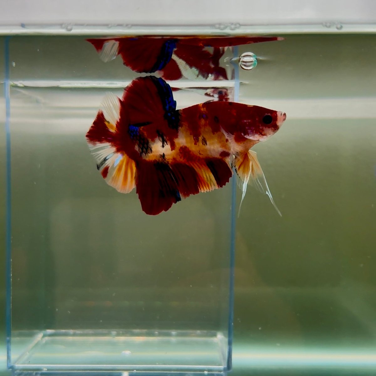 Plakat Koi Multicolor Male Betta Giant N05