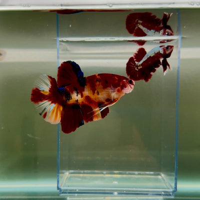 Plakat Koi Multicolor Male Betta Giant N05