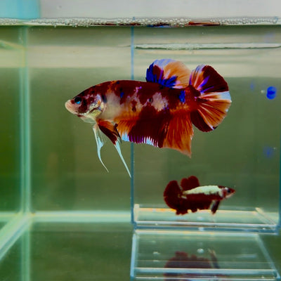 Plakat Koi Multicolor Male Betta Giant N06
