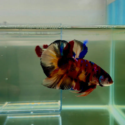 Plakat Koi Multicolor Male Betta Giant N07