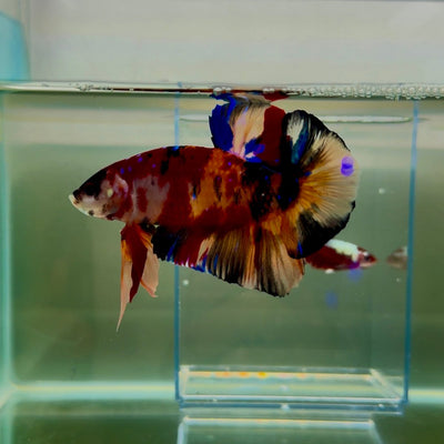 Plakat Koi Multicolor Male Betta Giant N07