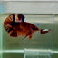 Plakat Koi Multicolor Male Betta Giant N08