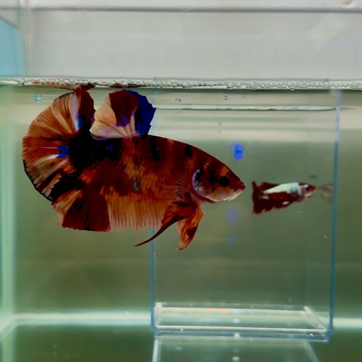 Plakat Koi Multicolor Male Betta Giant N08