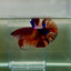 Plakat Koi Multicolor Male Betta Giant N08