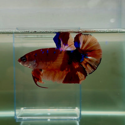 Plakat Koi Multicolor Male Betta Giant N08