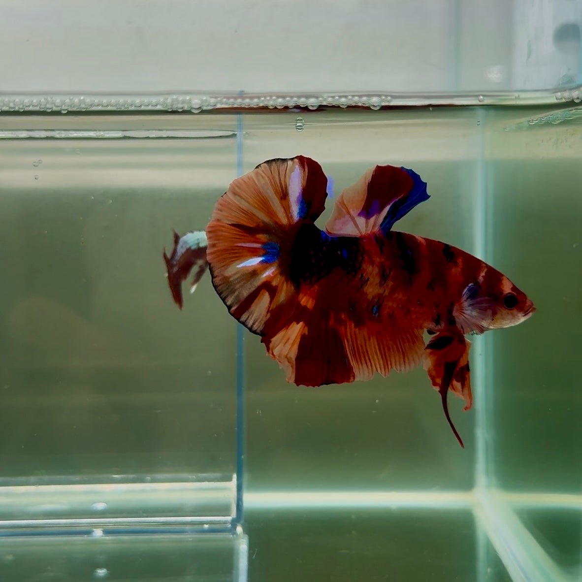 Plakat Koi Multicolor Male Betta Giant N08