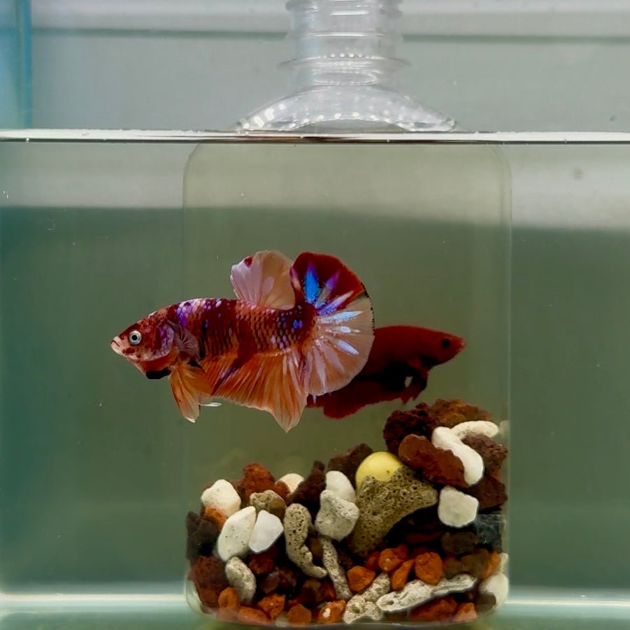 Plakat Koi Multicolor Male Betta J16