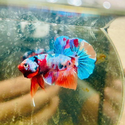 Plakat Koi Multicolor Male Betta J16