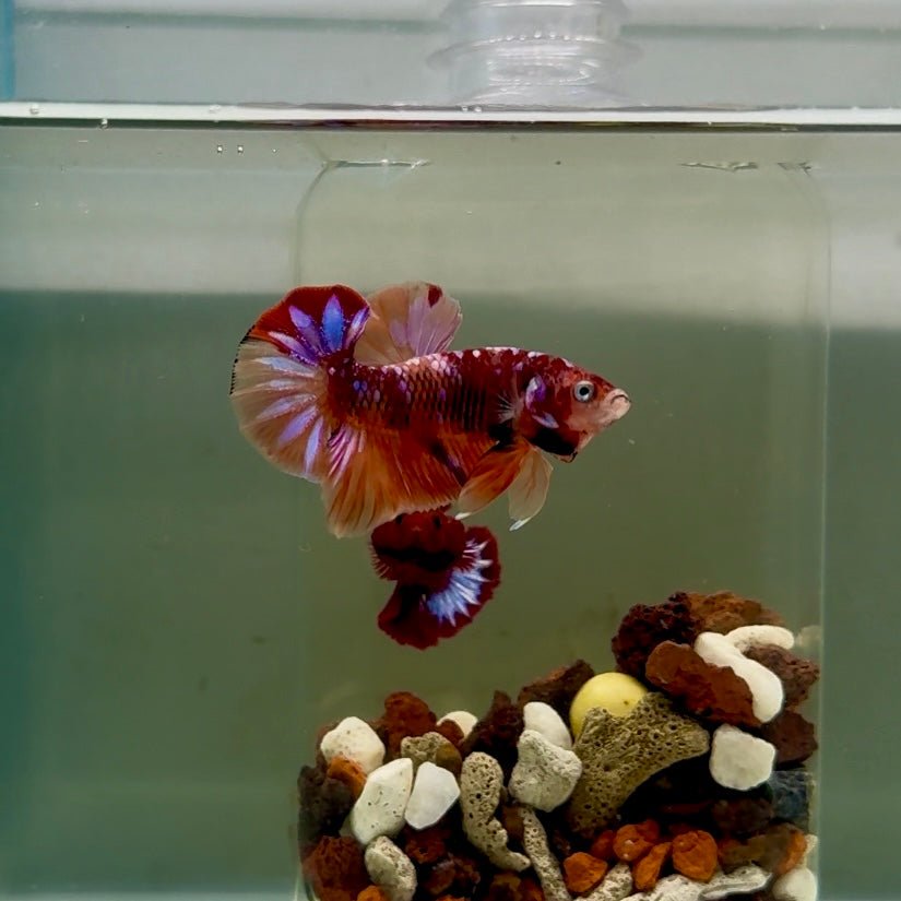 Plakat Koi Multicolor Male Betta J16