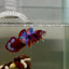 Plakat Koi Multicolor Male Betta J17