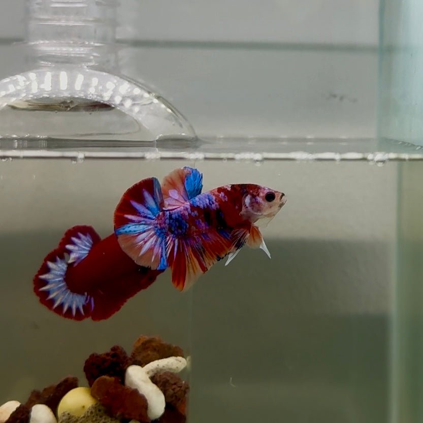 Plakat Koi Multicolor Male Betta J17