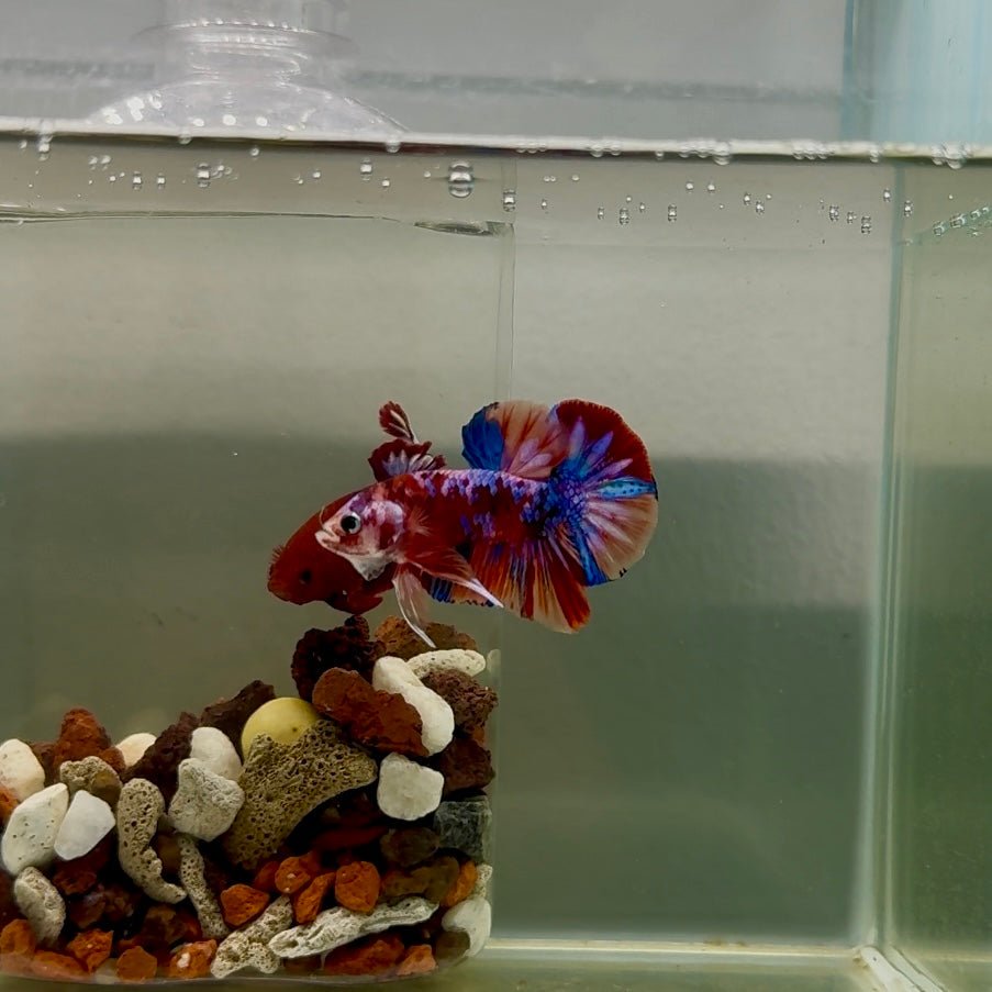 Plakat Koi Multicolor Male Betta J17