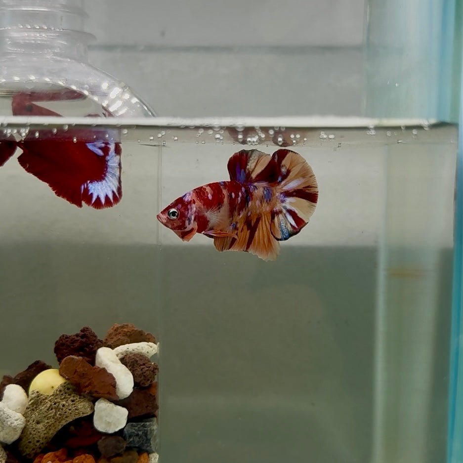 Plakat Koi Multicolor Male Betta J18