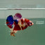 Plakat Koi Multicolor Male Betta Ju26 Male betta