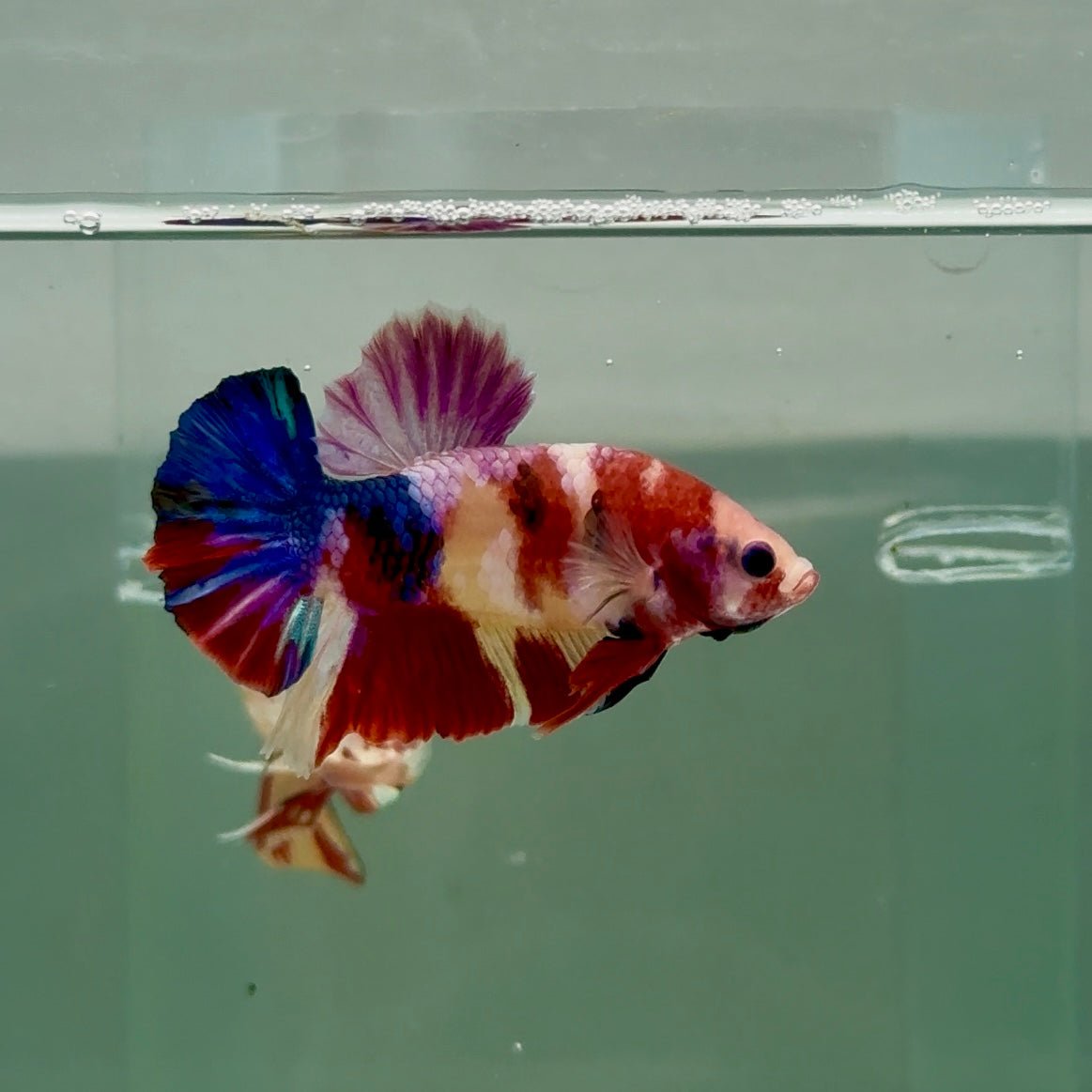 Plakat Koi Multicolor Male Betta #Ju26
