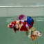 Plakat Koi Multicolor Male Betta Ju26 Male betta