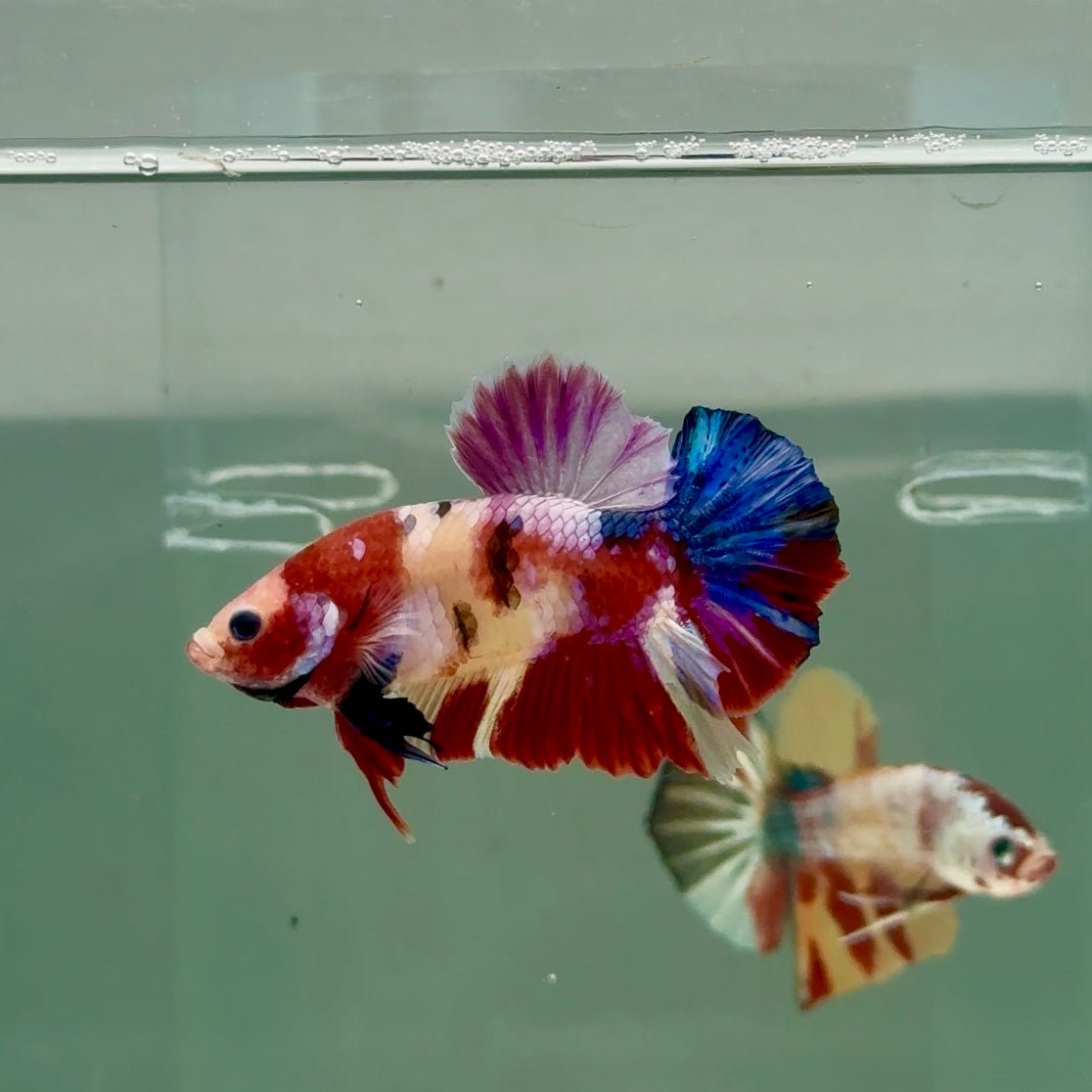 Plakat Koi Multicolor Male Betta #Ju26