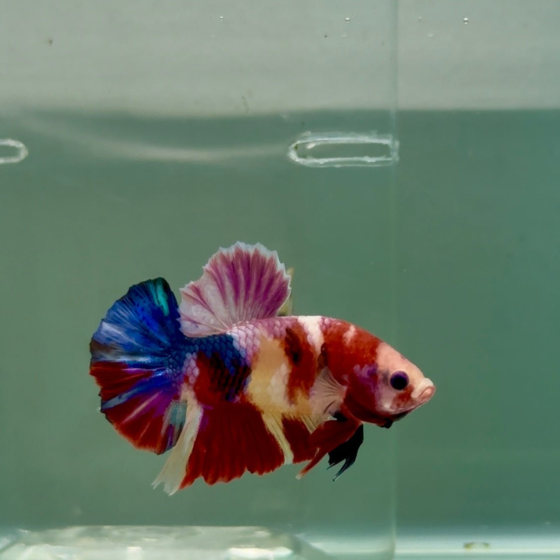 Plakat Koi Multicolor Male Betta #Ju26