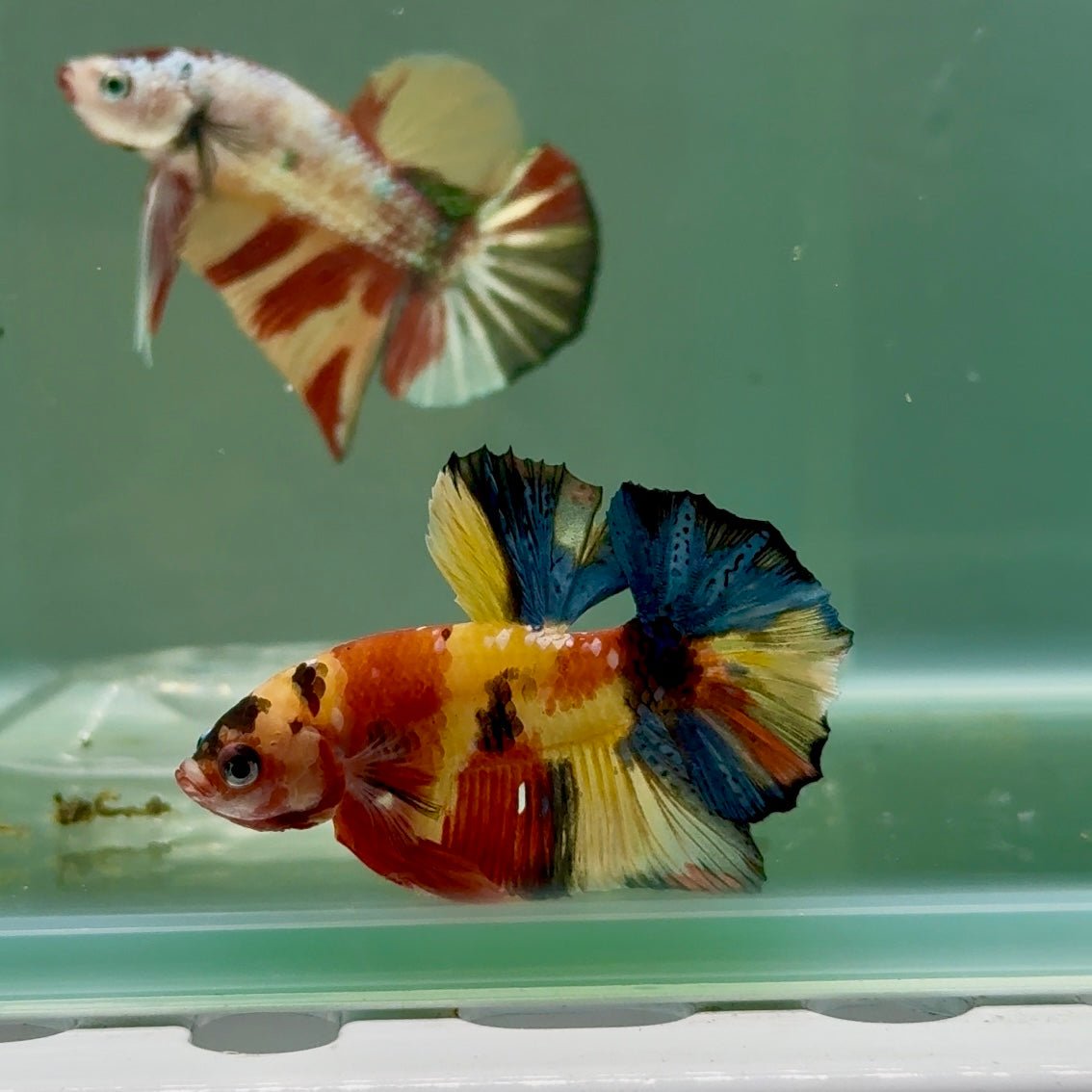 Plakat Koi Multicolor Male Betta #Ju27