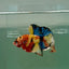 Plakat Koi Multicolor Male Betta Ju27 Male betta