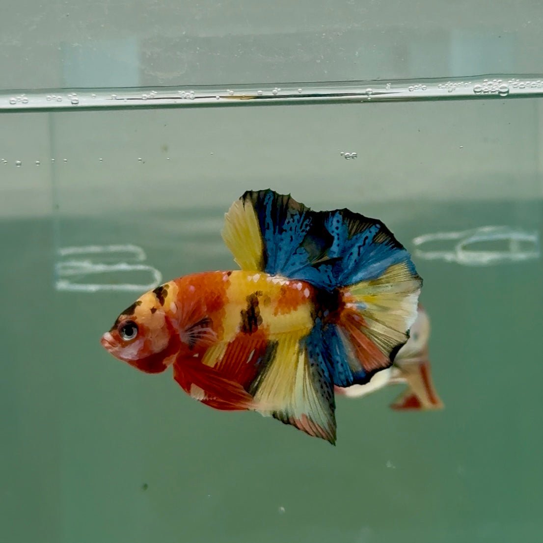 Plakat Koi Multicolor Male Betta #Ju27