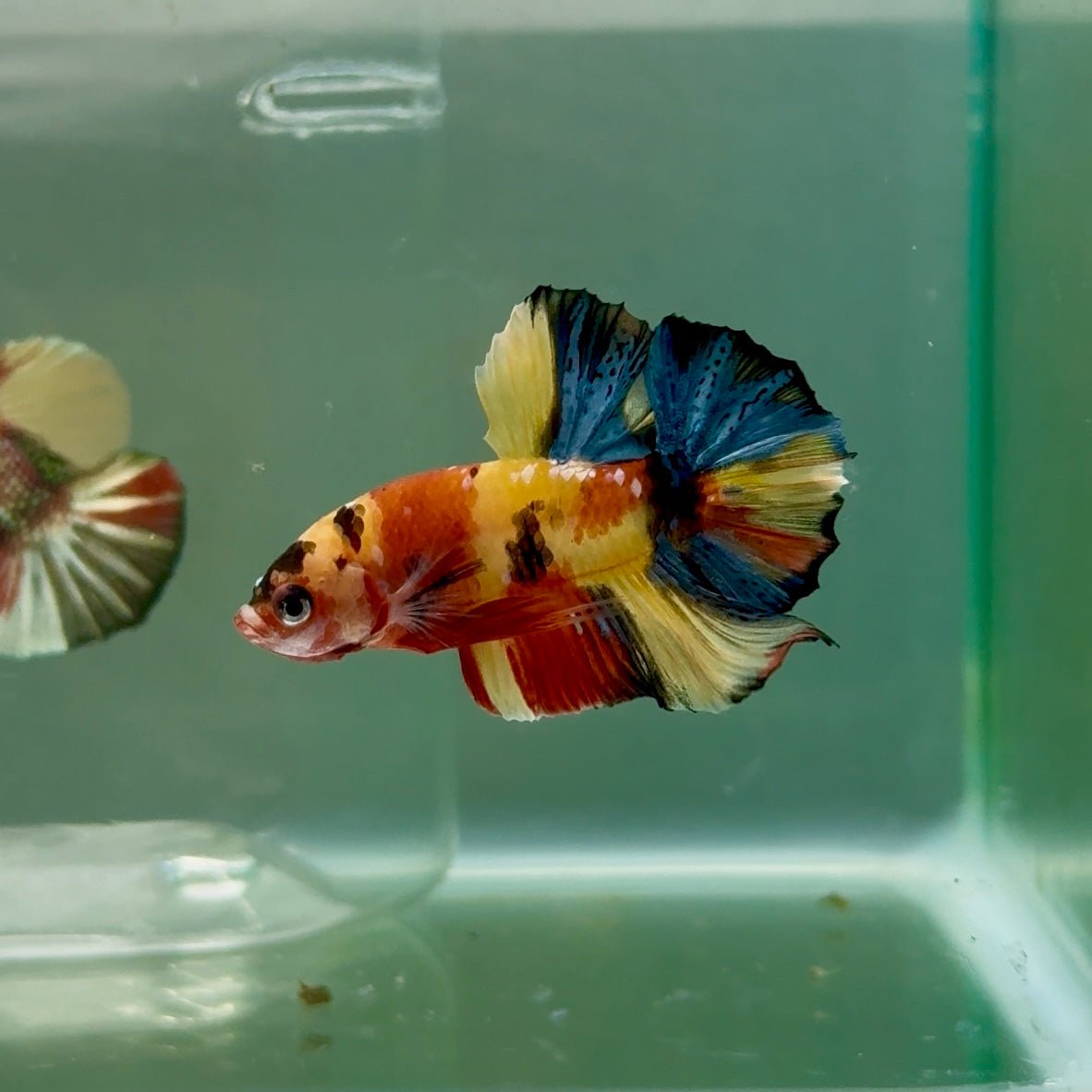 Plakat Koi Multicolor Male Betta #Ju27