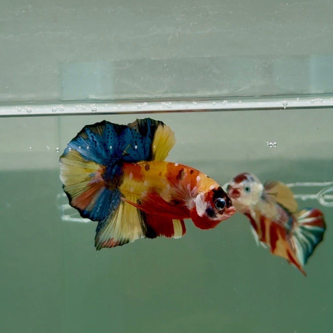 Plakat Koi Multicolor Male Betta #Ju27